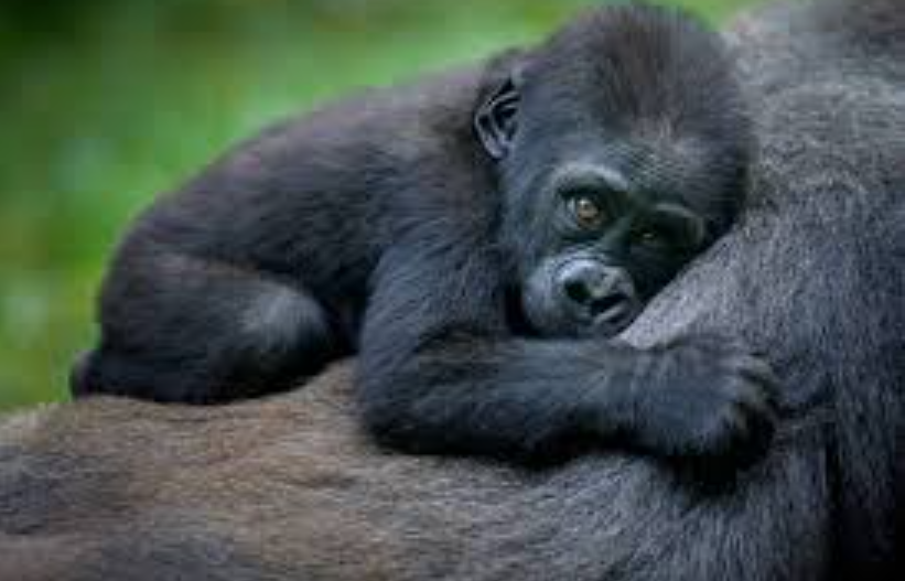 Gorilla Tracking (Moukalaba-Doudou NP), South Gabon, Gabon